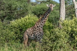 Read more about the article Are Giraffes Friendly?