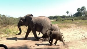 Read more about the article Best National Parks to Visit in Africa